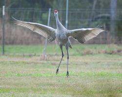 ein Kran Springen und fliegend auf ein Gras Rasen foto