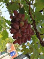 reif Traube auf Baum foto