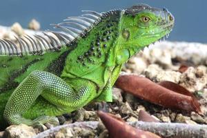 leguane sind eine gattung von echsen, die in den tropen von mittelamerika, südamerika und den karibischen inseln leben. Diese Eidechsen wurden erstmals von einem österreichischen Zoologen beschrieben, Makrotapete, Leguan foto