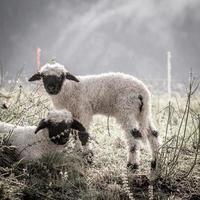 Schwarznasenschaf Schafwolle foto