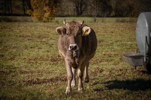 braune kuh herbst foto