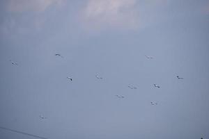 Vögel fliegen in den blauen Himmel foto