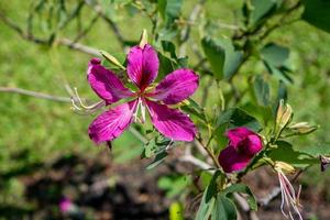 lila Orchidee Baum, Hong kong Orchidee Baum, lila Bauhinia Blühen im das Garten foto