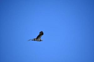 Seite Aussicht von ein Fischadler Vogel im Flug foto