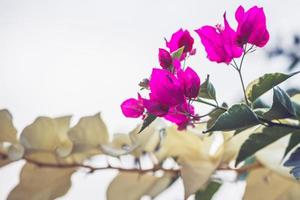 hintergrund blume bougainvillea lila foto