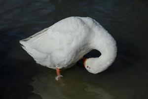 Gänse am Teich. Geflügel auf dem Land. weiße Federn. Tier am See. foto