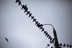 Tauben auf Kabel. Vögel sitzen auf elektrisch Kabel. Tauben im Stadt. Einzelheiten von Leben. foto
