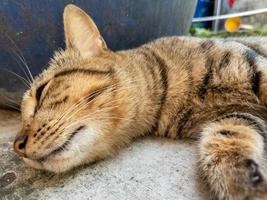 Säugetiere, flauschige und weiche braune Fellkatzen, süße und süße Haustiere foto