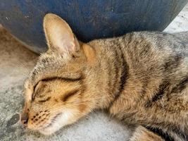 Säugetiere, flauschige und weiche braune Fellkatzen, süße und süße Haustiere foto