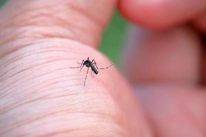 aedes Aegypti ist saugen Blut auf das Palme von das Hand. das Ursache von Malaria Krankheit. foto