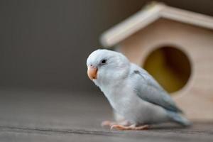 Vögel im ein Vogelhaus, winzig Papagei Sittich, Weiß forpus Vogel. foto