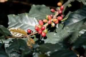 Kaffee Bohnen Reifung Ast Obst Pflanze. foto