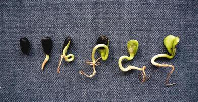 Sonnenblume Microgreens Wachstum. Foto Mikro Grüns sprießen Sämling