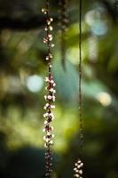 schließen oben blühen Trichostigma Pflanzen Konzept Foto