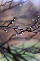 schließen oben nass braun Zweig mit Knospen nach Frühling Regen Konzept Foto