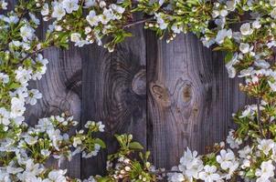 blühen Kirsche Geäst mit Weiß Blumen auf ein grau hölzern Oberfläche foto