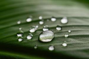 viele Wassertropfen auf Bananenblättern foto