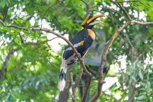 Nashornvogel in einem Baum im Wald foto