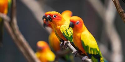 helle Sonne conure Papageien foto