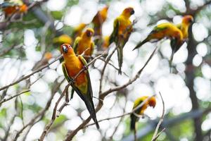 Gruppe von bunten Sonne conure Papageien