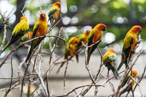 Gruppe von Sun Conure Papageien foto