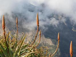 die Insel Madeira foto