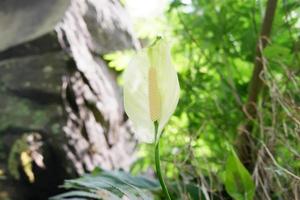 wild Pflanzen im schön Natur foto