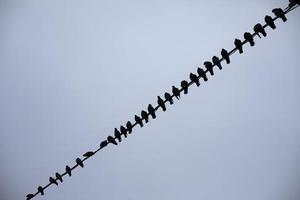 Tauben auf Kabel. Vögel sitzen auf elektrisch Kabel. Tauben im Stadt. Einzelheiten von Leben. foto