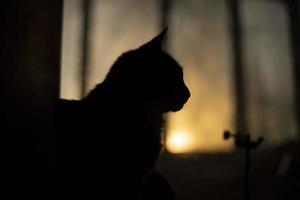 Silhouette von Katze auf Hintergrund von Fenster. Katze beim heim. Haustier im Morgen. foto