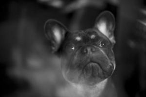 Porträt des Hundes. Haustier durch Glas. Hund mit lustigem Gesicht. foto