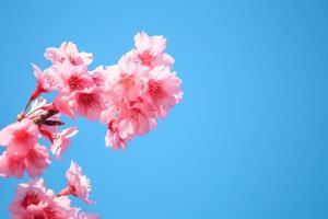 rosa Kirschblüte mit blauem Himmel