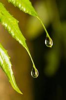 Wassertropfen auf Blättern foto