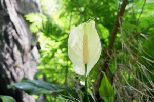 wild Pflanzen im schön Natur foto