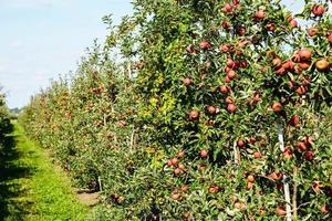 Apfel Bäume im das alt Land Nächster zu Hamburg foto