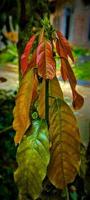 jung Kakao Blätter sind bräunlich rot im Farbe. foto