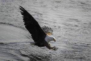 ein afrikanisch Fisch Adler jagt ein Fisch im Uganda. foto