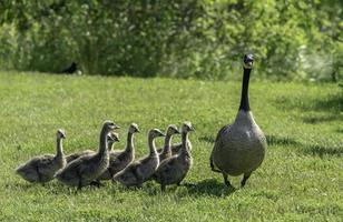 ein Mutter Gans und ihr Gänschen. foto