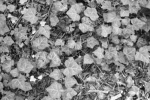 Efeu Pflanzenhintergrund in Schwarz und Weiß foto
