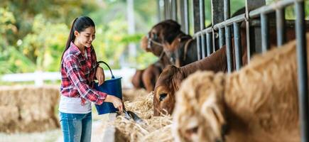 Porträt einer glücklichen asiatischen Bäuerin mit einem Eimer Heu, die Kühe im Kuhstall auf einem Milchviehbetrieb füttert. landwirtschaftsindustrie, landwirtschaft, menschen, technologie und tierhaltungskonzept. foto