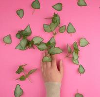 weiblich Hand und frisch Grün Blätter von ein Pflanze auf ein Rosa Hintergrund foto