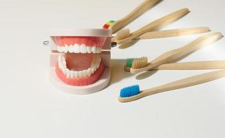 Plastik Modell- von ein Mensch Kiefer mit Weiß Zähne und hölzern Zahnbürste auf ein Weiß Hintergrund foto