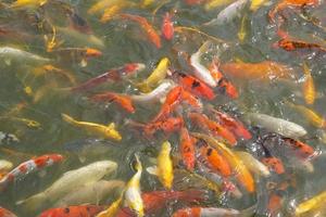 Japan Koi Fisch oder schick Karpfen Schwimmen im ein schwarz Teich Fisch Teich. Beliebt Haustiere zum Entspannung und Feng Shui Bedeutung. Beliebt Haustiere unter Personen. foto