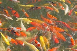 Japan Koi Fisch oder schick Karpfen Schwimmen im ein schwarz Teich Fisch Teich. Beliebt Haustiere zum Entspannung und Feng Shui Bedeutung. Beliebt Haustiere unter Personen. foto