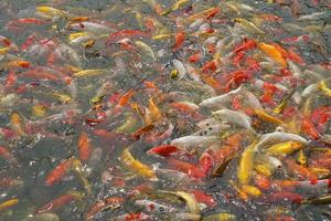Japan Koi Fisch oder schick Karpfen Schwimmen im ein schwarz Teich Fisch Teich. Beliebt Haustiere zum Entspannung und Feng Shui Bedeutung. Beliebt Haustiere unter Personen. foto