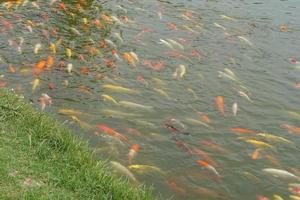 Japan Koi Fisch oder schick Karpfen Schwimmen im ein schwarz Teich Fisch Teich. Beliebt Haustiere zum Entspannung und Feng Shui Bedeutung. Beliebt Haustiere unter Personen. foto