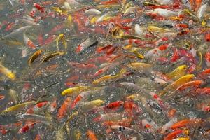 Japan Koi Fisch oder schick Karpfen Schwimmen im ein schwarz Teich Fisch Teich. Beliebt Haustiere zum Entspannung und Feng Shui Bedeutung. Beliebt Haustiere unter Personen. foto