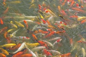 Japan Koi Fisch oder schick Karpfen Schwimmen im ein schwarz Teich Fisch Teich. Beliebt Haustiere zum Entspannung und Feng Shui Bedeutung. Beliebt Haustiere unter Personen. foto