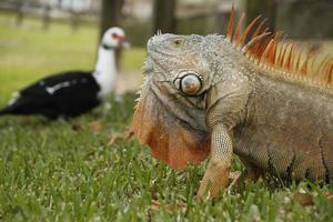 Leguan ist ein Gattung von Eidechse Das Leben im das Tropen. anolis carolinensis oder Grün anole ist ein Spezies von Baumbehausung anole Eidechse, Makro Eidechse, Makro Leguan, Natur foto