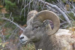 großes Horn Schaf im das Wildnis foto