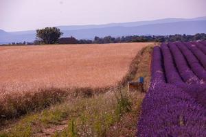 Lavendelfeld Frankreich foto